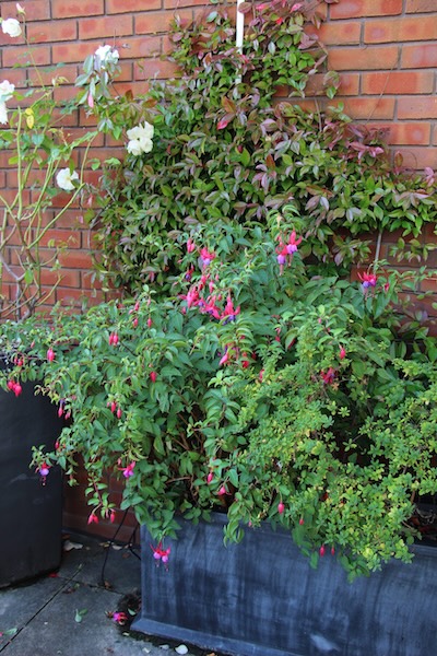 John-King-Brain-Tumour-Foundation-Garden-1-scaled