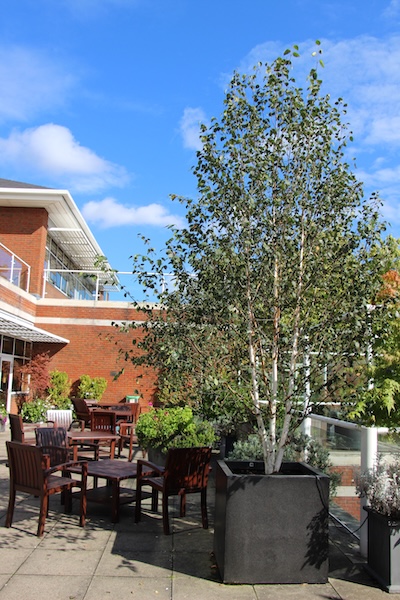 John-King-Brain-Tumour-Foundation-Garden-18