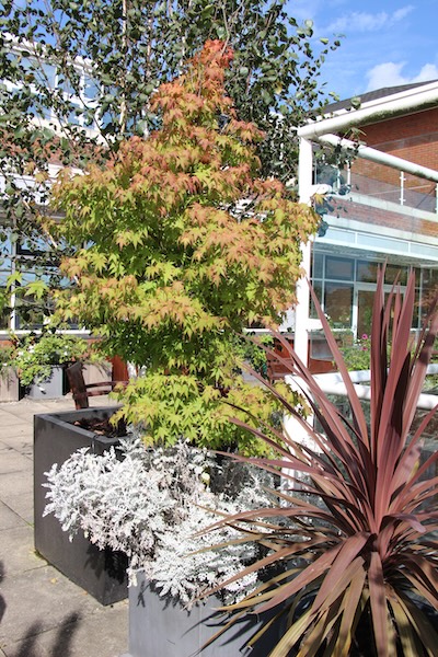 John-King-Brain-Tumour-Foundation-Garden-2