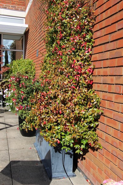 John-King-Brain-Tumour-Foundation-Garden-9