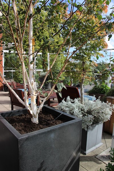John-King-Brain-Tumour-Foundation-Garden1-scaled
